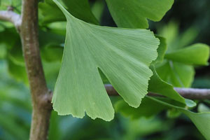 Ginkgo Schwerhörigkeit Tinnitus